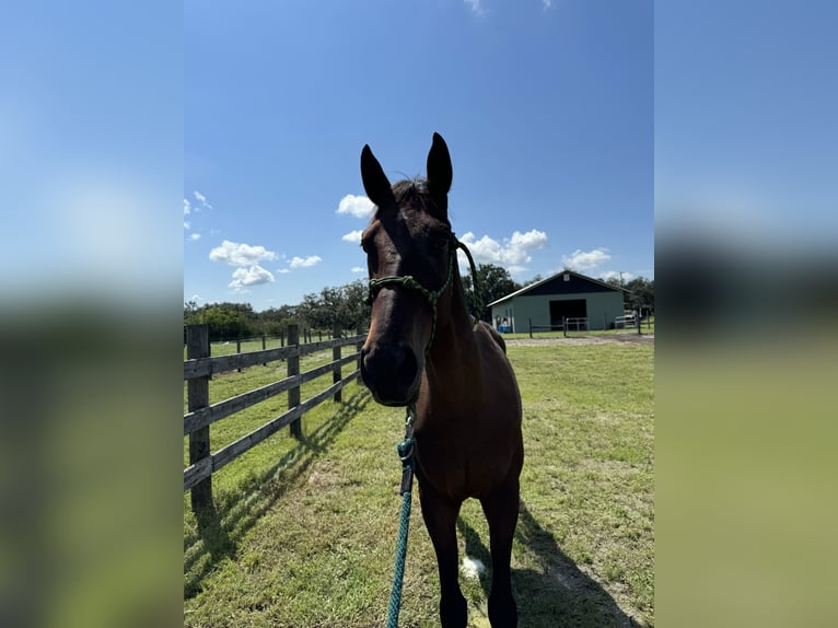 Englisches Vollblut Wallach 5 Jahre 163 cm Rotbrauner in Myakka City