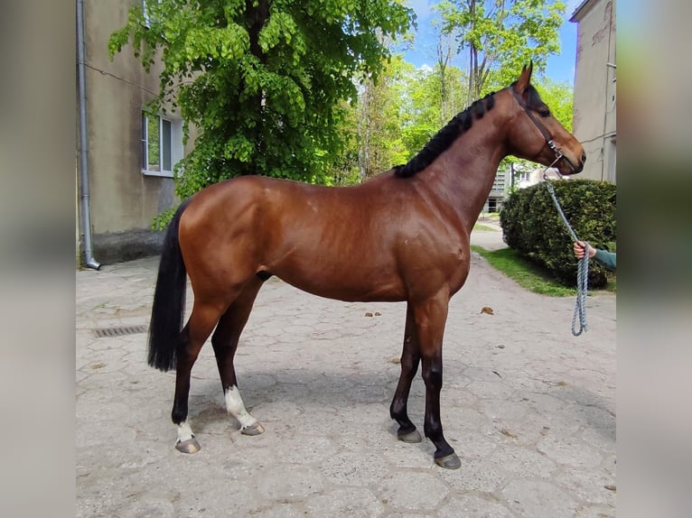 Englisches Vollblut Wallach 5 Jahre 164 cm Brauner in Fürstenwalde/Spree