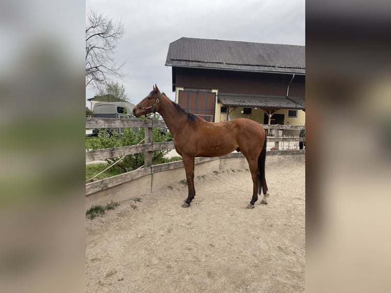 Englisches Vollblut Wallach 5 Jahre 164 cm Brauner in Seeham