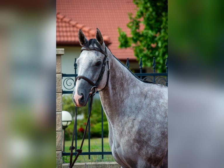 Englisches Vollblut Wallach 5 Jahre 165 cm Apfelschimmel in Győrújbarát