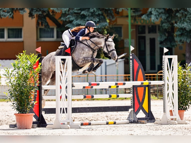 Englisches Vollblut Wallach 5 Jahre 165 cm Apfelschimmel in Győrújbarát