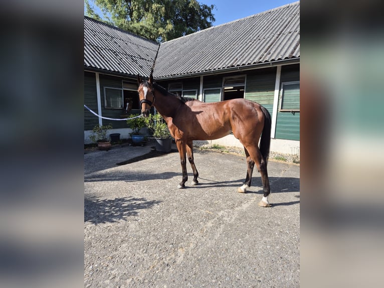 Englisches Vollblut Wallach 5 Jahre 165 cm Brauner in Dielsdorf