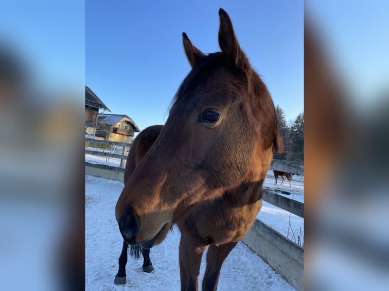 Englisches Vollblut Wallach 5 Jahre 165 cm Brauner in Seeham