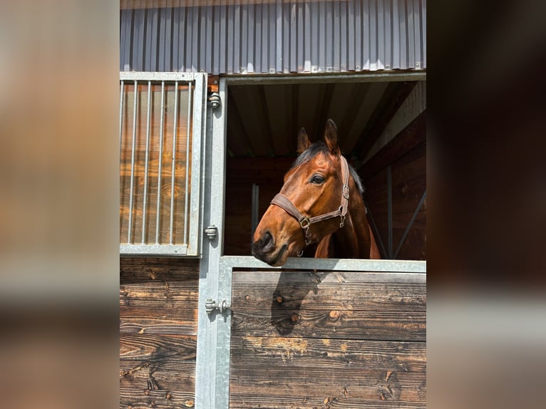Englisches Vollblut Wallach 5 Jahre 165 cm Brauner in Beckingen