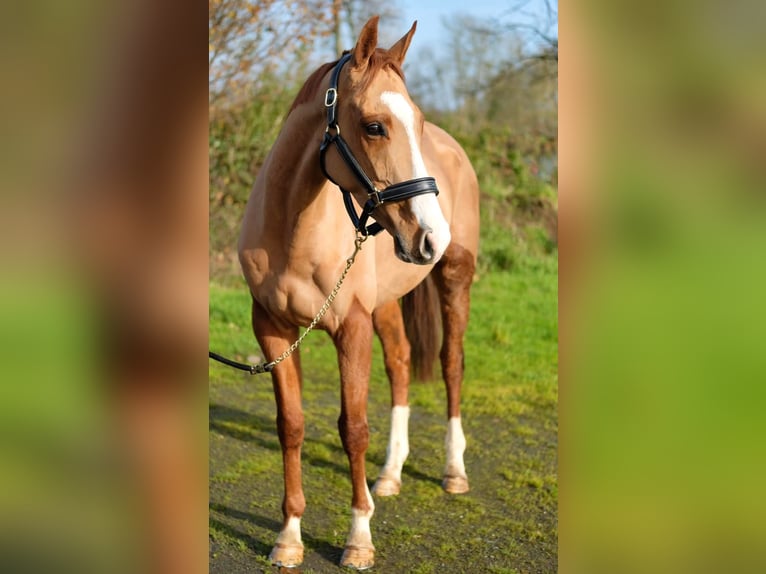 Englisches Vollblut Wallach 5 Jahre 165 cm Fuchs in 17 rue d’eswars