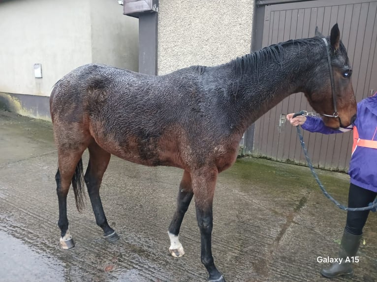 Englisches Vollblut Wallach 5 Jahre 165 cm Rotbrauner in kildare