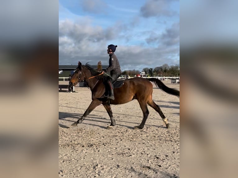 Englisches Vollblut Wallach 5 Jahre 165 cm Rotbrauner in Westmeath