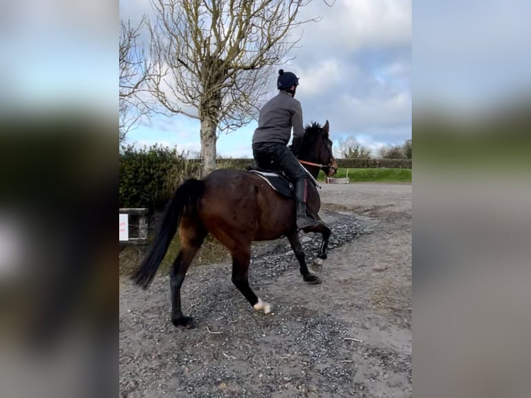 Englisches Vollblut Wallach 5 Jahre 165 cm Rotbrauner in Westmeath