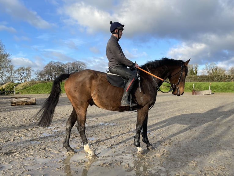 Englisches Vollblut Wallach 5 Jahre 165 cm Rotbrauner in Westmeath