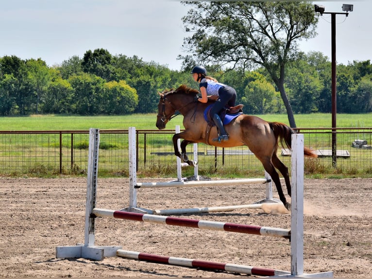 Englisches Vollblut Wallach 5 Jahre 165 cm Rotbrauner in Mccurtain