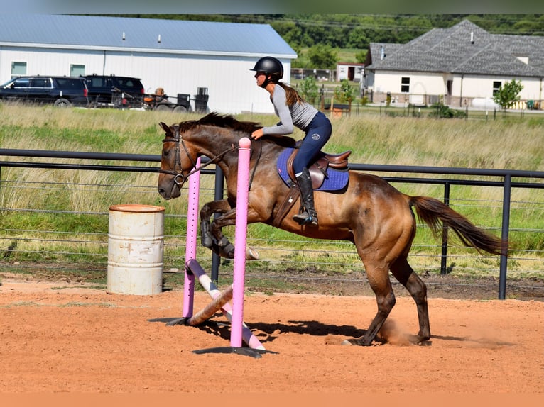 Englisches Vollblut Wallach 5 Jahre 165 cm Rotbrauner in Mccurtain