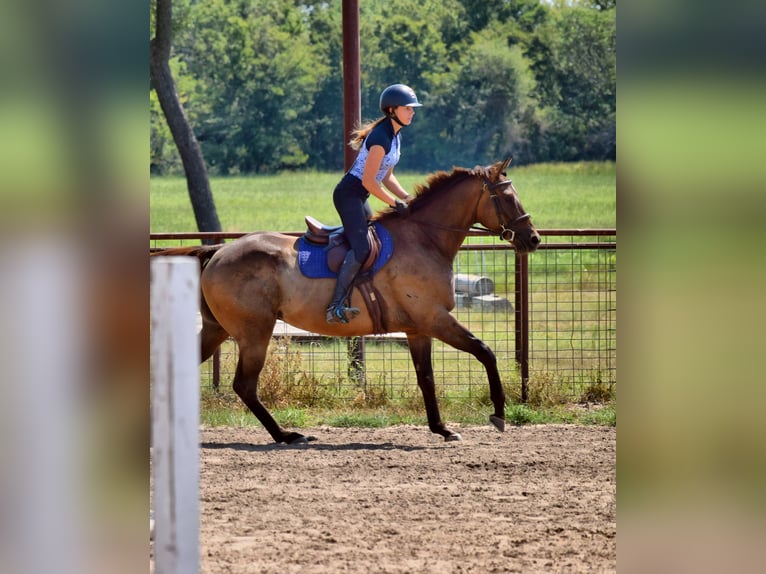 Englisches Vollblut Wallach 5 Jahre 165 cm Rotbrauner in Mccurtain
