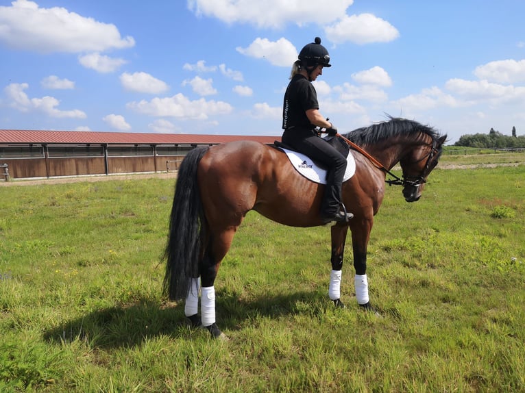 Englisches Vollblut Wallach 5 Jahre 166 cm Brauner in Bremen