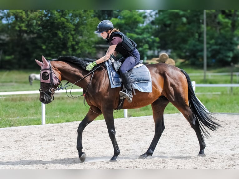 Englisches Vollblut Wallach 5 Jahre 166 cm Dunkelbrauner in Wrocław