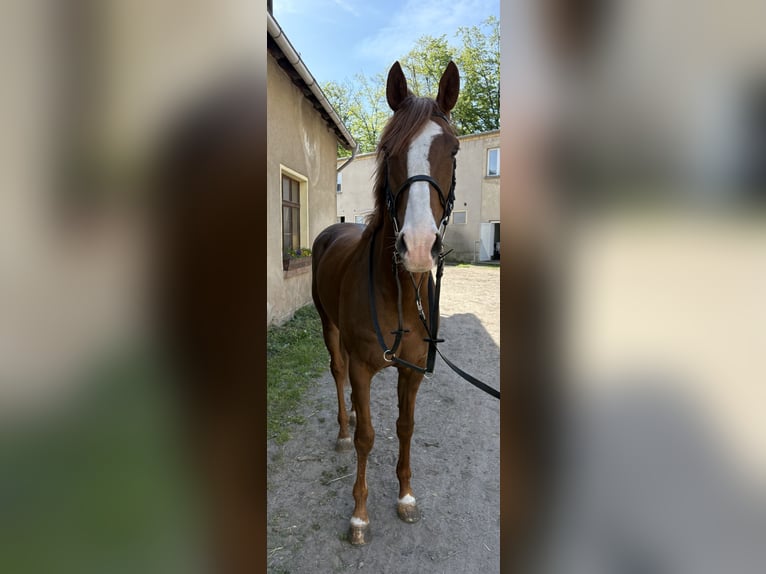 Englisches Vollblut Wallach 5 Jahre 166 cm Dunkelfuchs in Leipzig