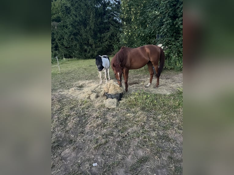 Englisches Vollblut Wallach 5 Jahre 167 cm Fuchs in Kaiserslautern