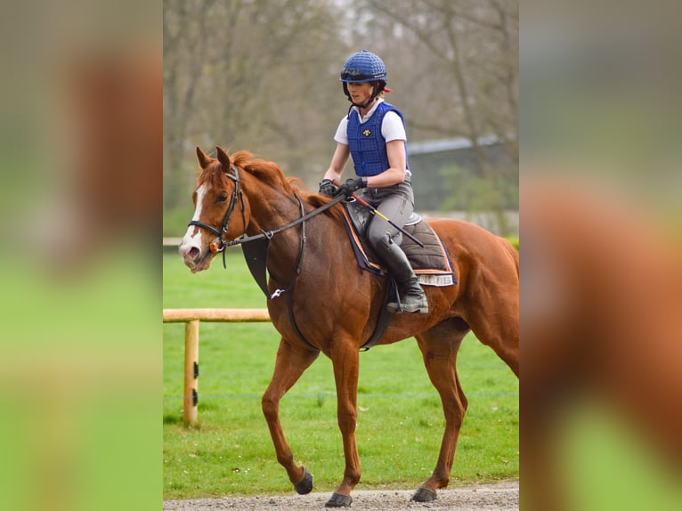Englisches Vollblut Wallach 5 Jahre 167 cm Fuchs in Neuenhagen