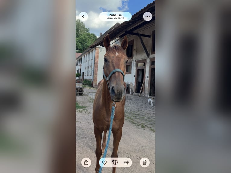 Englisches Vollblut Wallach 5 Jahre 167 cm Fuchs in Herschberg