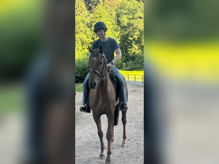 Englisches Vollblut Wallach 5 Jahre 167 cm Fuchs in Herschberg