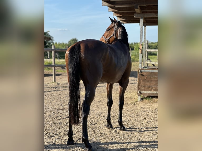 Englisches Vollblut Wallach 5 Jahre 168 cm Brauner in Neuss