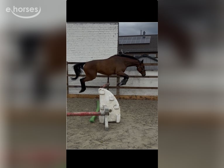 Englisches Vollblut Wallach 5 Jahre 168 cm Brauner in Erftstadt