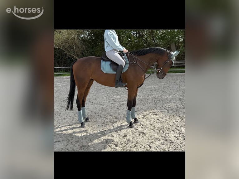 Englisches Vollblut Wallach 5 Jahre 168 cm Brauner in Erftstadt