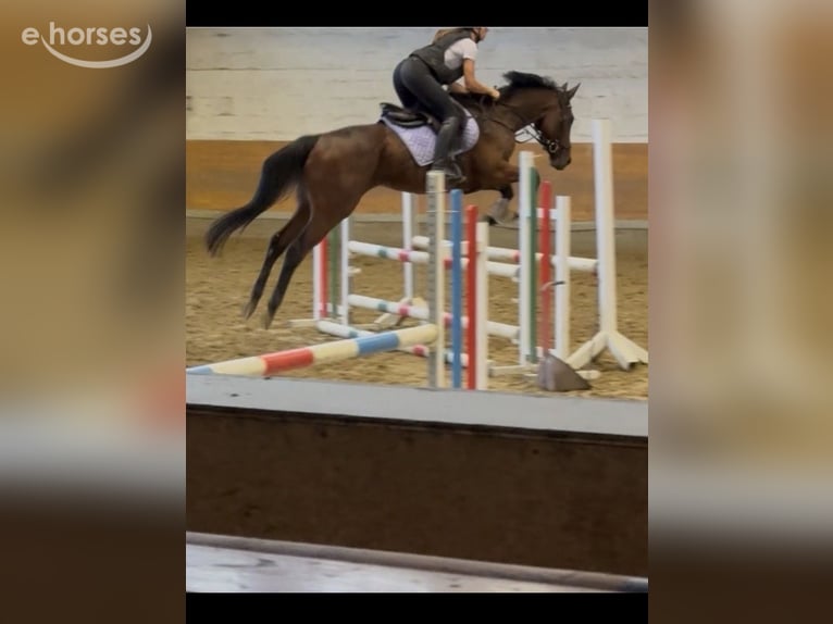 Englisches Vollblut Wallach 5 Jahre 168 cm Brauner in Erftstadt