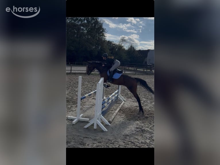 Englisches Vollblut Wallach 5 Jahre 168 cm Brauner in Erftstadt