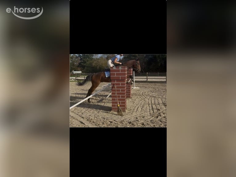 Englisches Vollblut Wallach 5 Jahre 168 cm Brauner in Erftstadt