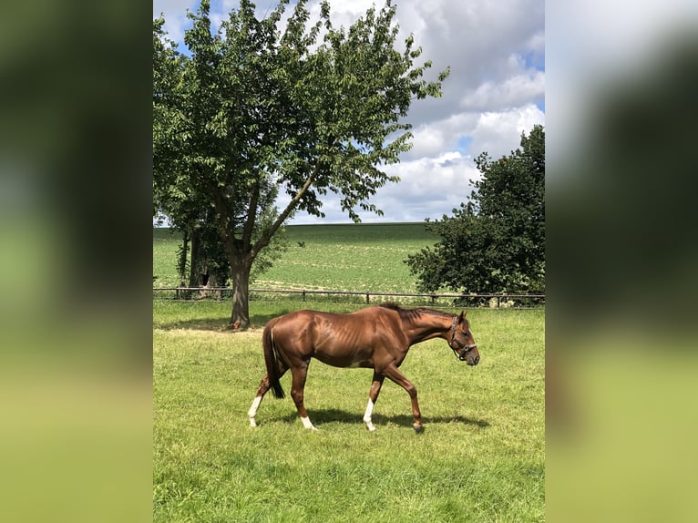 Englisches Vollblut Wallach 5 Jahre 168 cm in Bedburg