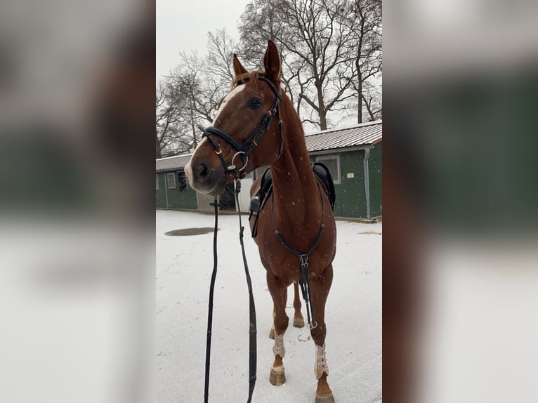 Englisches Vollblut Wallach 5 Jahre 168 cm Fuchs in Burgwedel