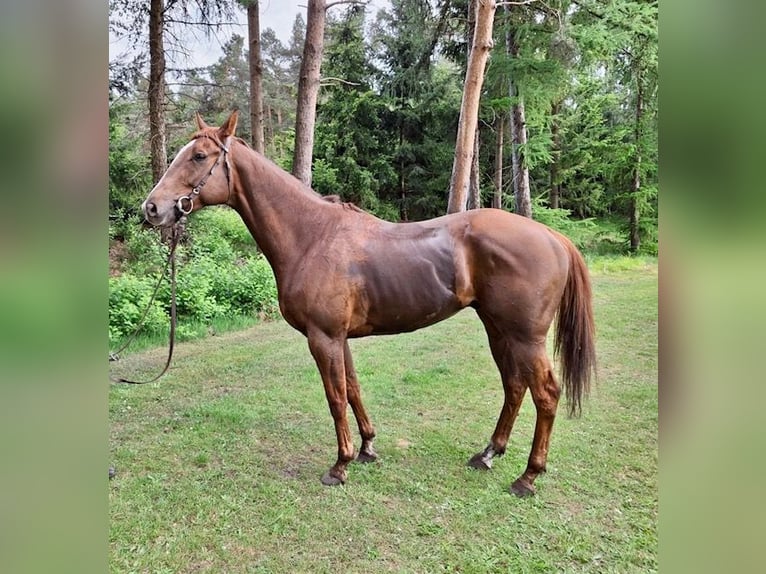 Englisches Vollblut Wallach 5 Jahre 168 cm Fuchs in Burgwedel