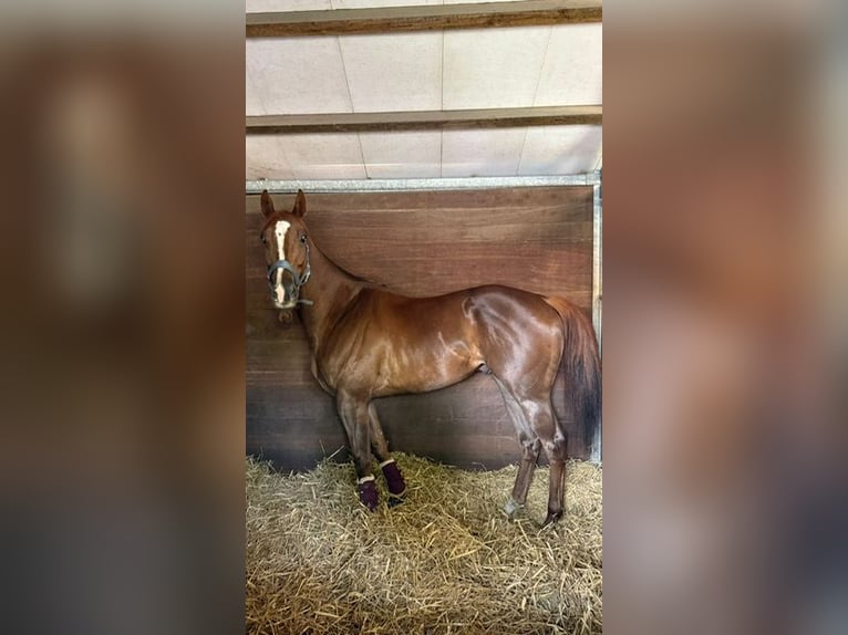 Englisches Vollblut Wallach 5 Jahre 168 cm Fuchs in Burgwedel