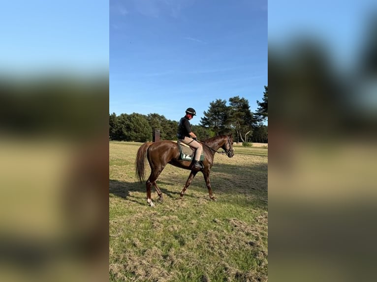 Englisches Vollblut Wallach 5 Jahre 168 cm Fuchs in Burgwedel