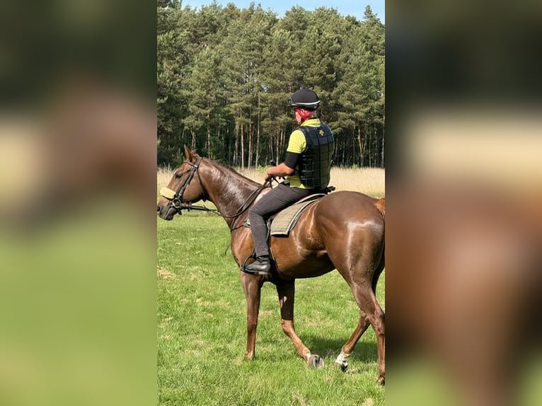 Englisches Vollblut Wallach 5 Jahre 168 cm Fuchs in Burgwedel