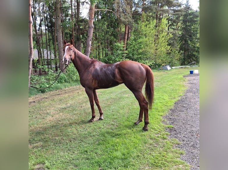 Englisches Vollblut Wallach 5 Jahre 168 cm Fuchs in Burgwedel