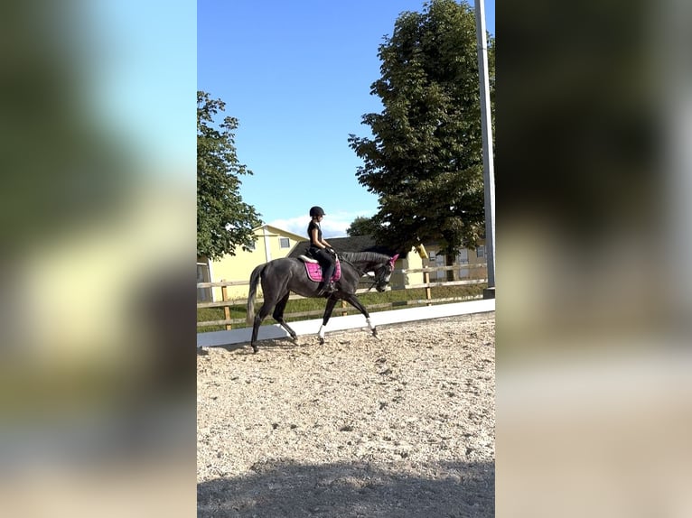 Englisches Vollblut Wallach 5 Jahre 169 cm Apfelschimmel in Iffezheim