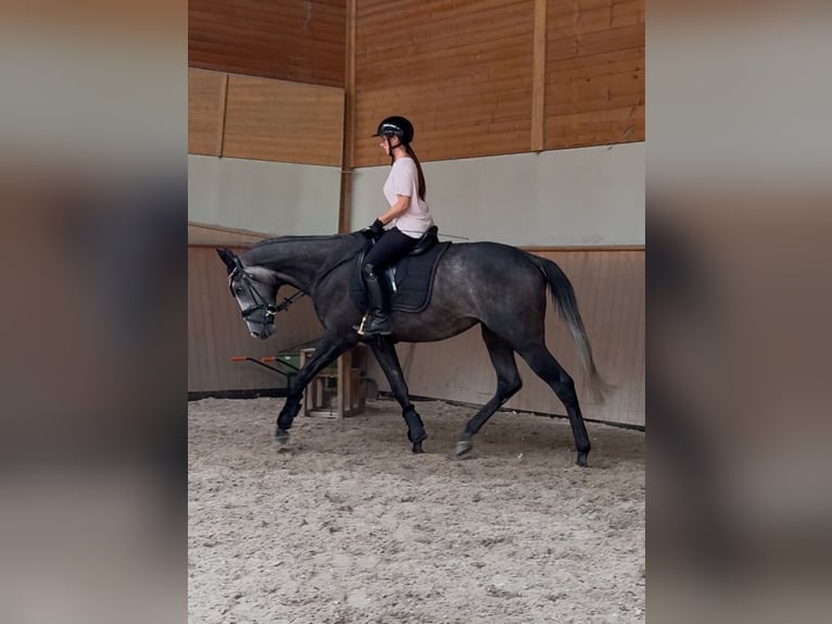 Englisches Vollblut Wallach 5 Jahre 169 cm Apfelschimmel in Iffezheim