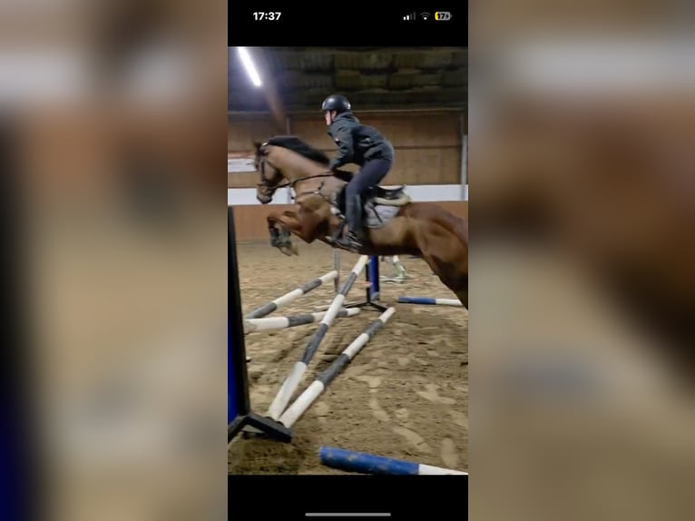 Englisches Vollblut Wallach 5 Jahre 170 cm Brauner in Winkelsett-Wohlde