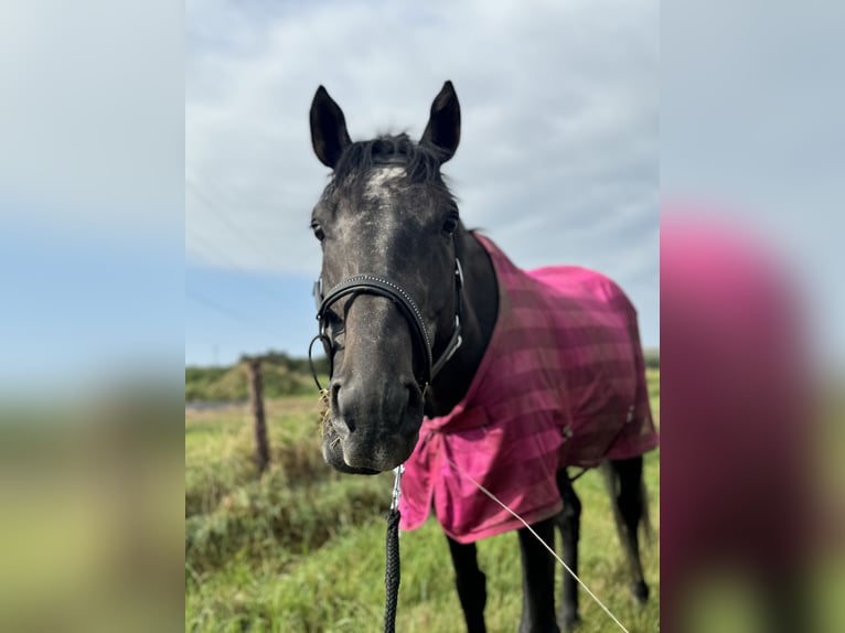 Englisches Vollblut Wallach 5 Jahre 170 cm in Kempen