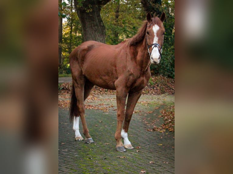 Englisches Vollblut Wallach 5 Jahre 170 cm Fuchs in Tubbergen