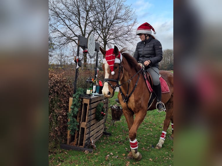 Englisches Vollblut Wallach 5 Jahre 170 cm Fuchs in Tubbergen