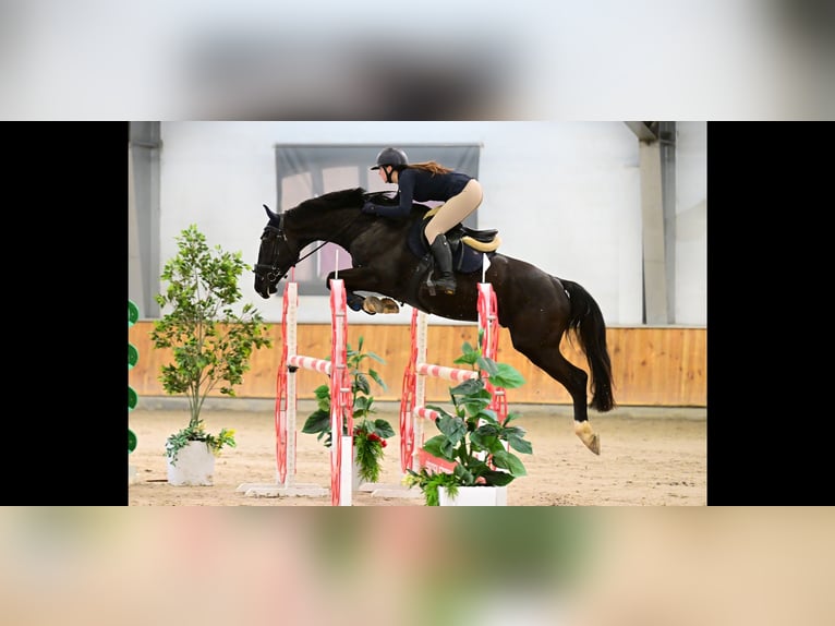 Englisches Vollblut Wallach 5 Jahre 171 cm Rappe in Wyczechowo