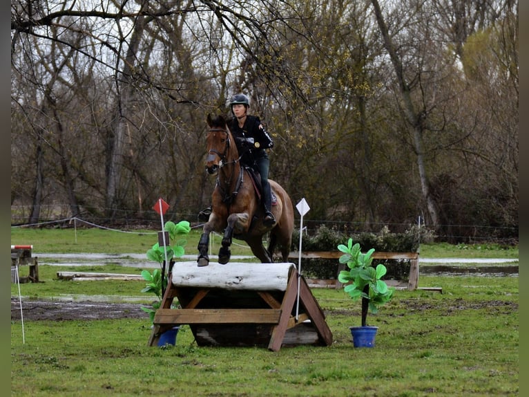 Englisches Vollblut Wallach 5 Jahre 173 cm Dunkelbrauner in Brunete