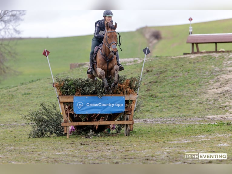 Englisches Vollblut Wallach 5 Jahre 173 cm Dunkelbrauner in Brunete