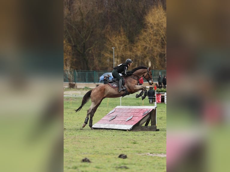 Englisches Vollblut Wallach 5 Jahre 173 cm Dunkelbrauner in Brunete