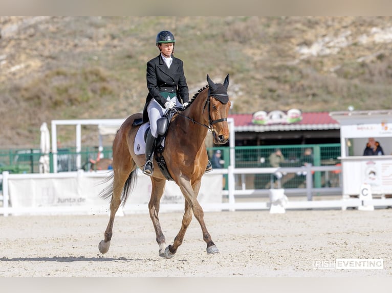 Englisches Vollblut Wallach 5 Jahre 173 cm Dunkelbrauner in Brunete