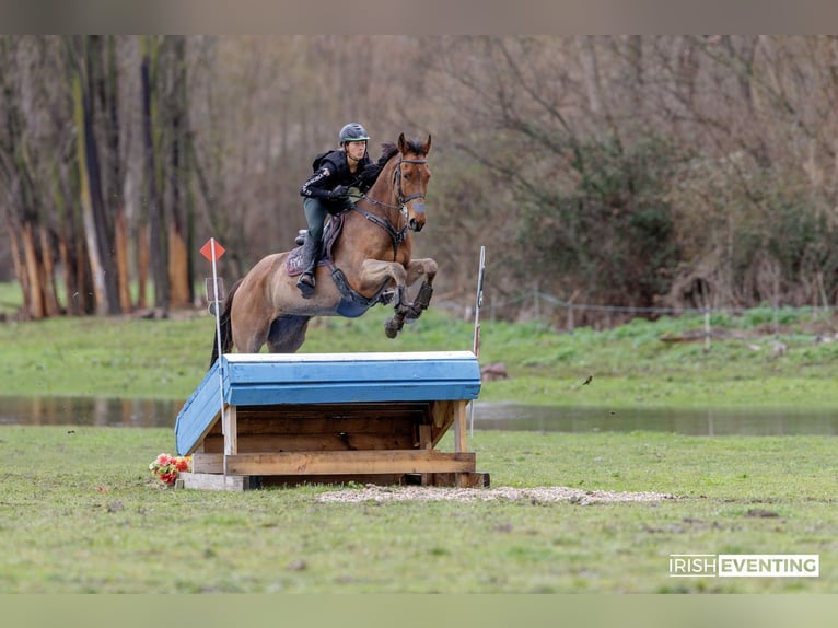Englisches Vollblut Wallach 5 Jahre 173 cm Dunkelbrauner in Brunete