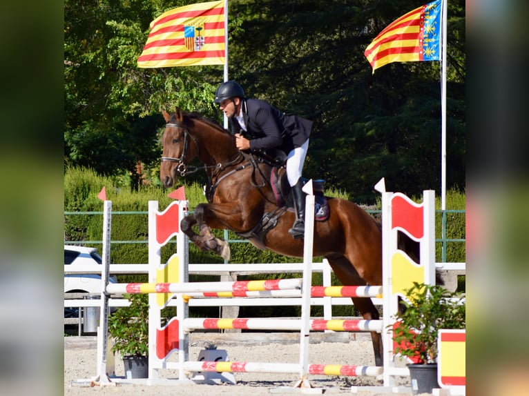 Englisches Vollblut Wallach 5 Jahre 173 cm Dunkelbrauner in Brunete