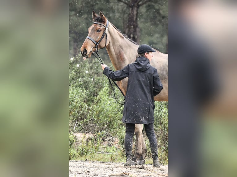 Englisches Vollblut Wallach 5 Jahre 173 cm Dunkelbrauner in Brunete